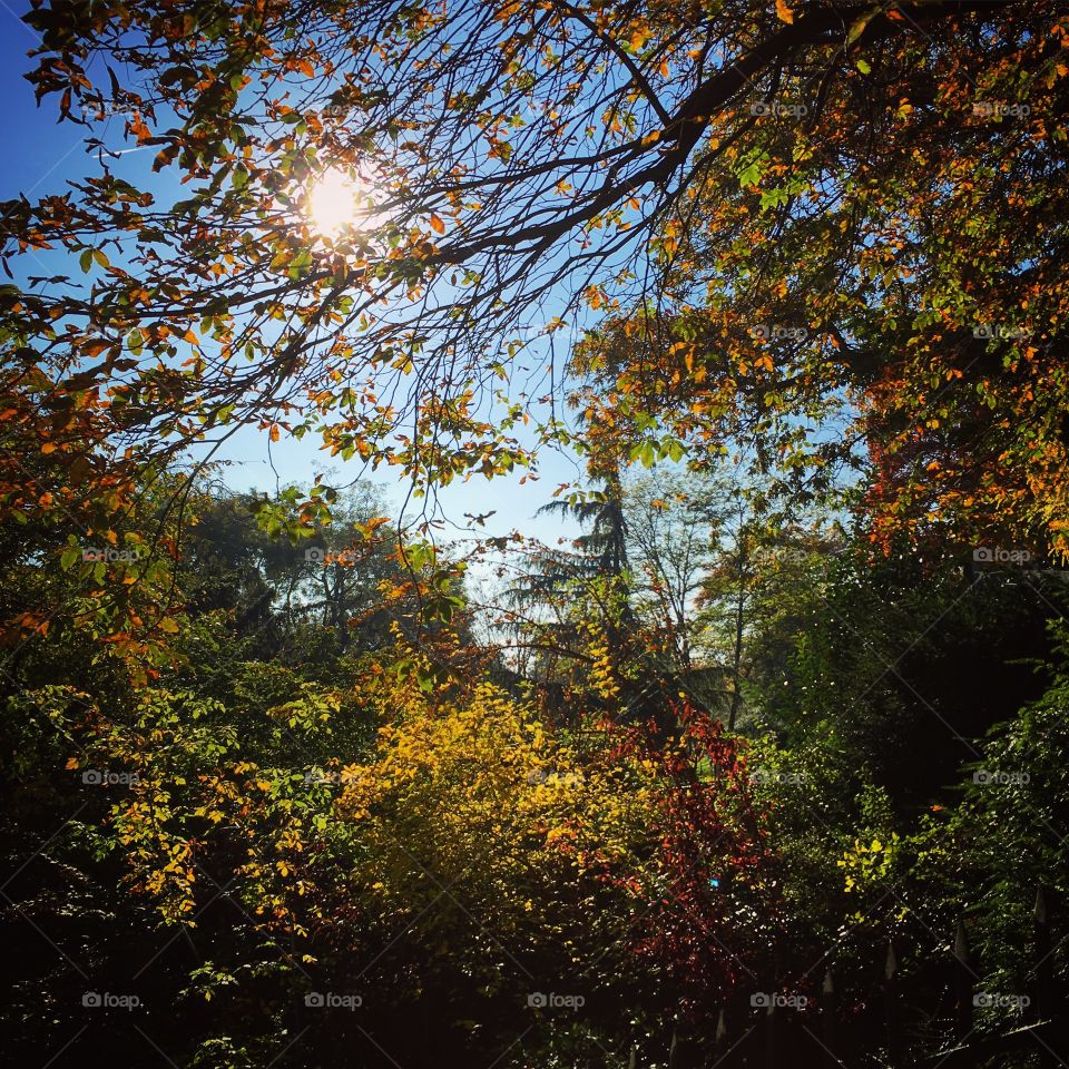 Sunlight through the trees in Autumn, Paris