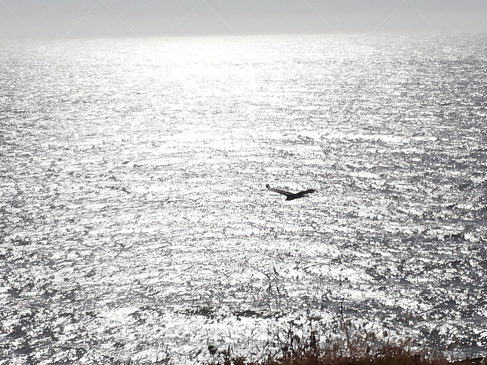 California condor