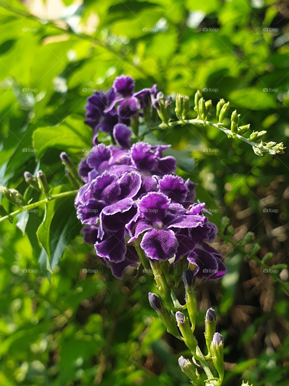 Nature, Flora, Garden, Flower, Leaf