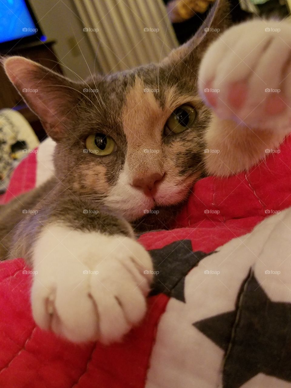 Rawr! I&#x27;m a Tiger!