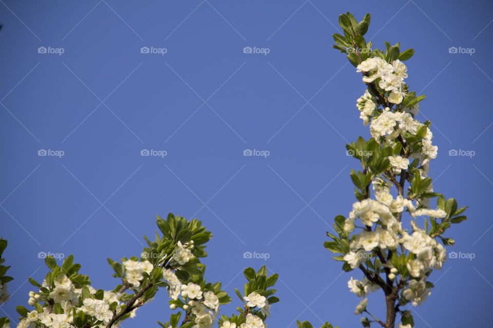 Spring flowering of trees and flowers on a sunny day in spring.