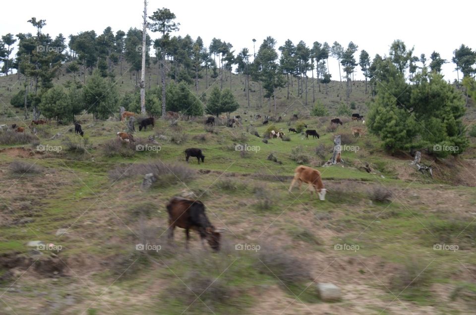 grazing the livestock