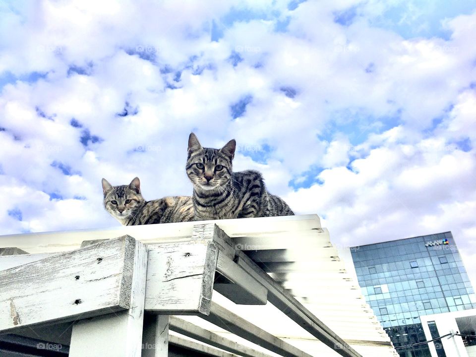 Cats on the roof of the business world