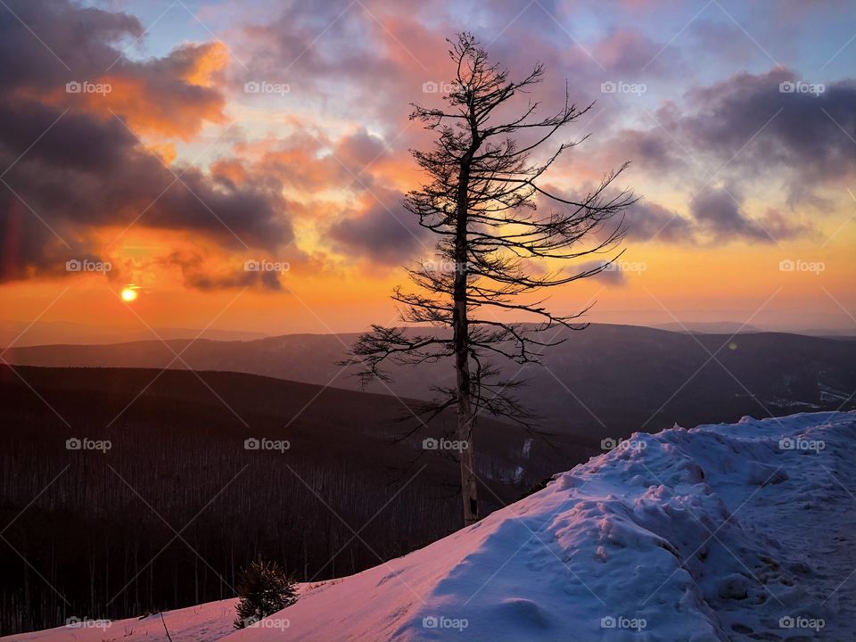 Lonely tree