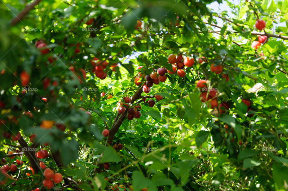 Red fruit