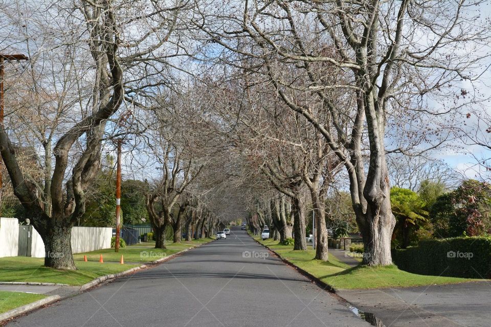 Bare trees in the cold winter days in Rotorua, NZ