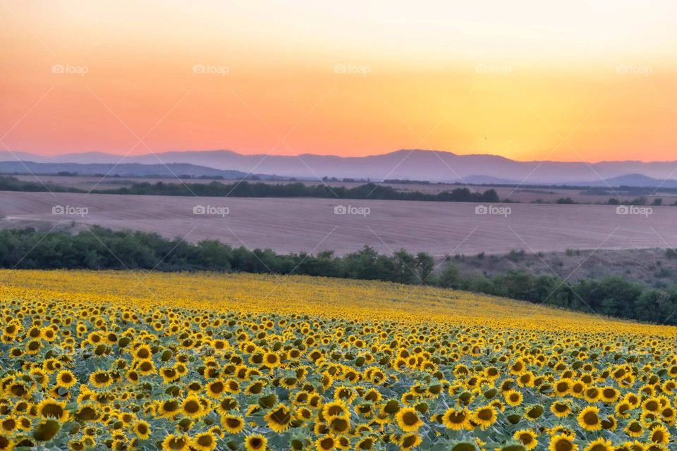 Sunset over beautiful colorful fields with hills in the distance, Chirpan, Bulgaria
