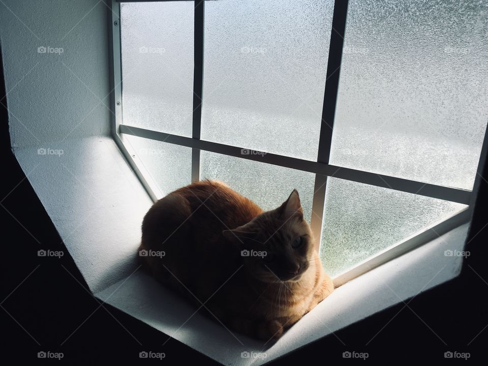 How much is that kitty in the window?