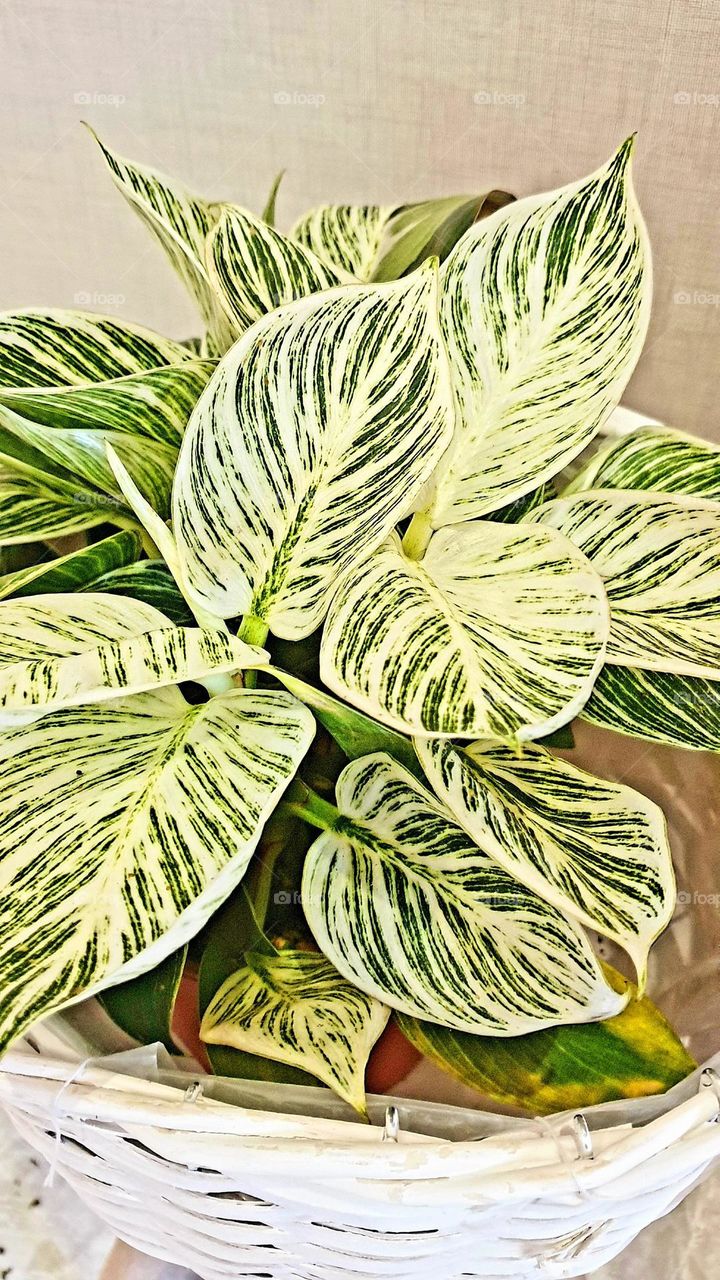 One of my favorite plants