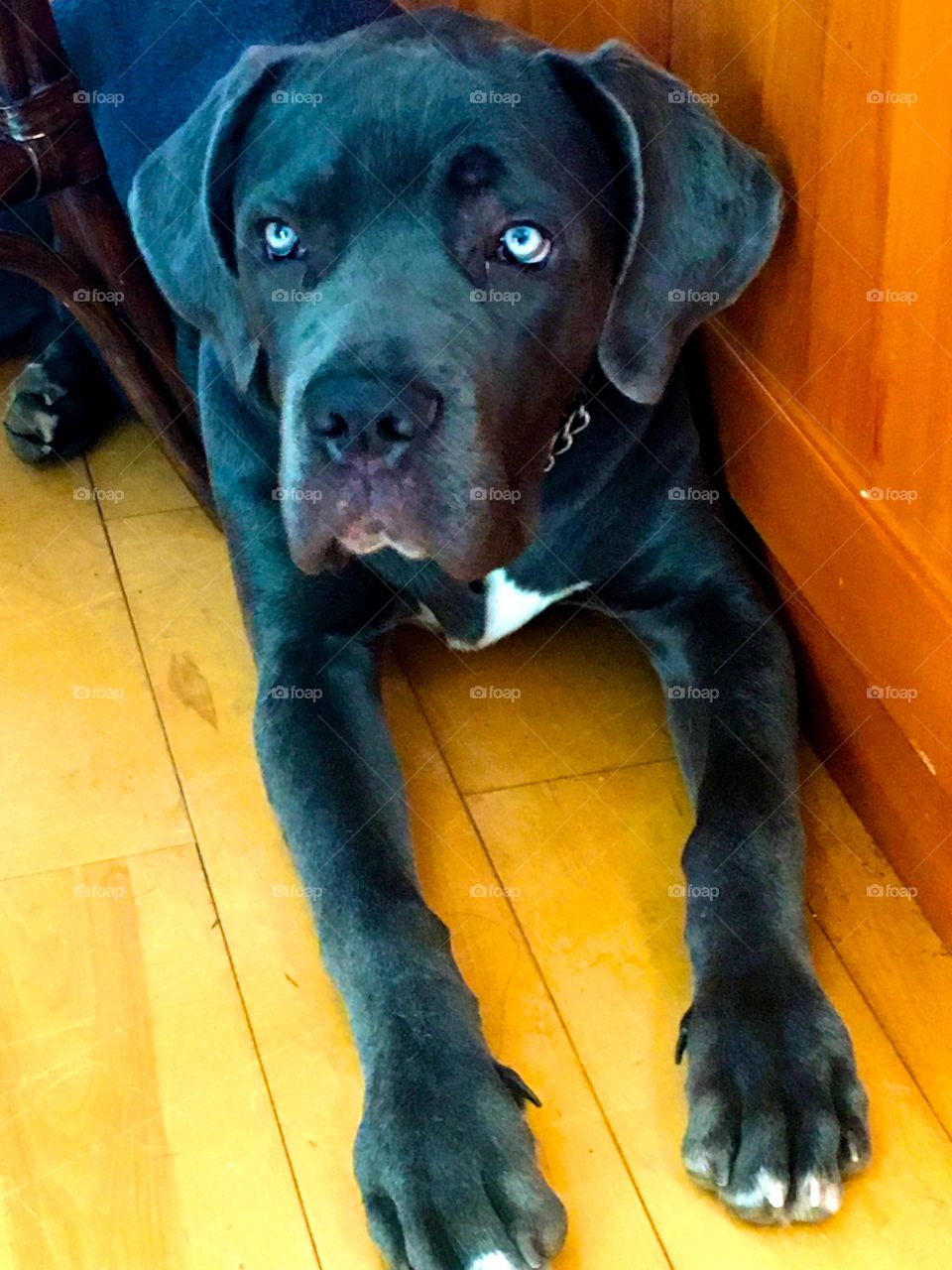 Cane corso