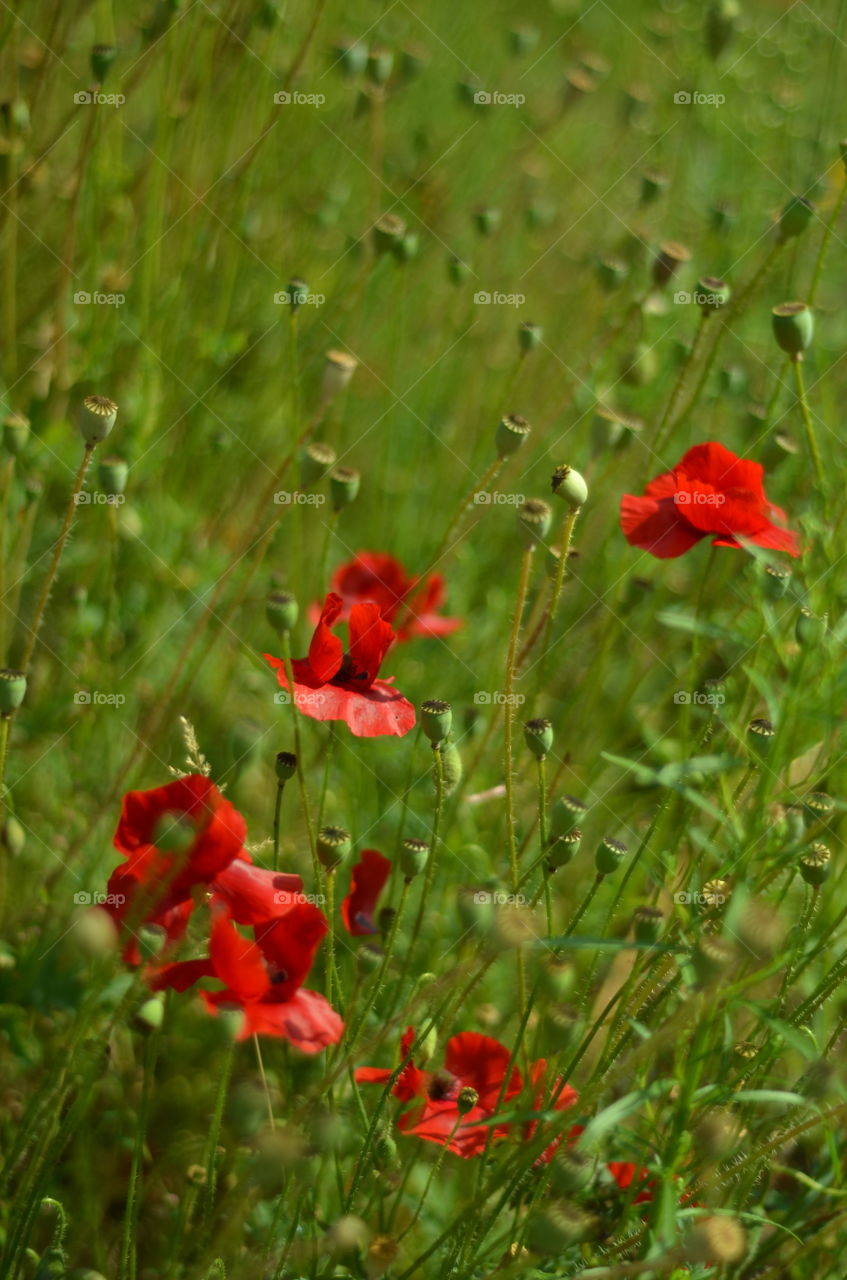 Red in green