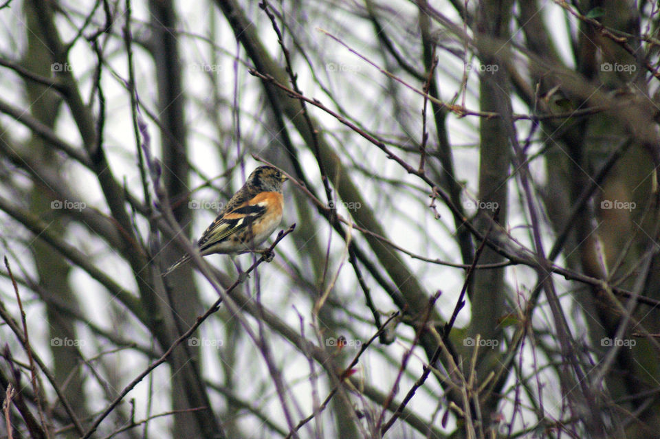 bird brambling winter by diversion
