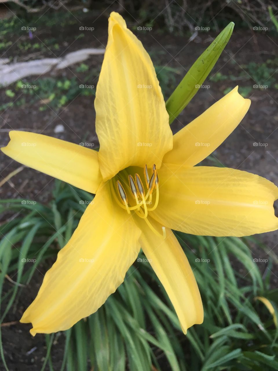 Macro view of yellow day Lilly 