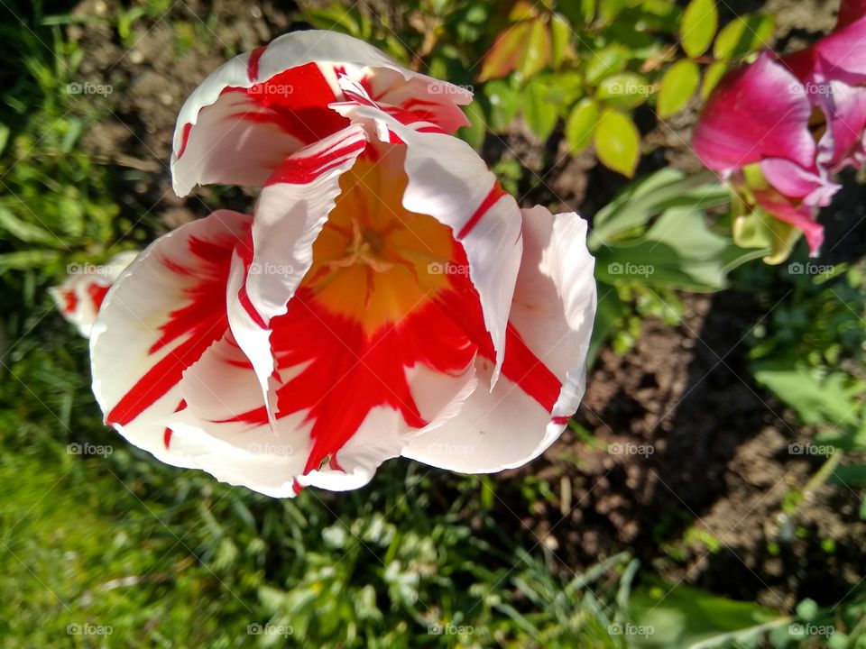 На белом тюльпане красные потёки.
Воображение природы безгранично.
On the white tulip there are red currents.
The imagination of nature is boundless.