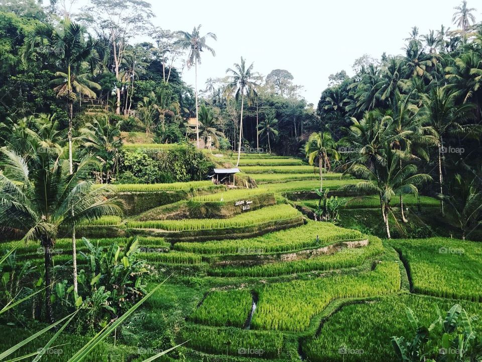 Rice terrace (Bali) 