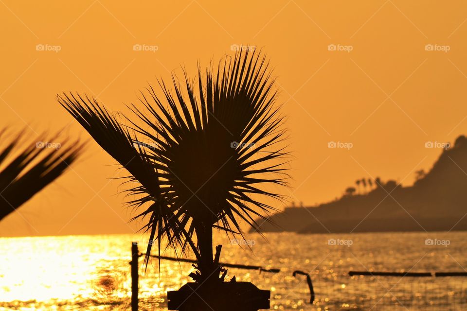 palmtree in sunset in Alanya turkey