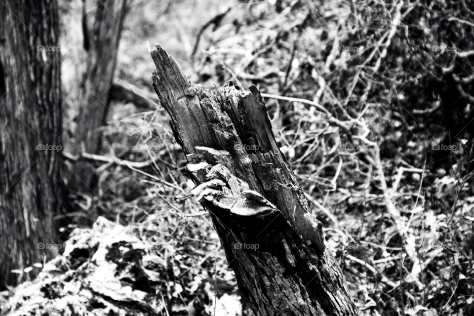 outdoors tree broken stump by avphoto