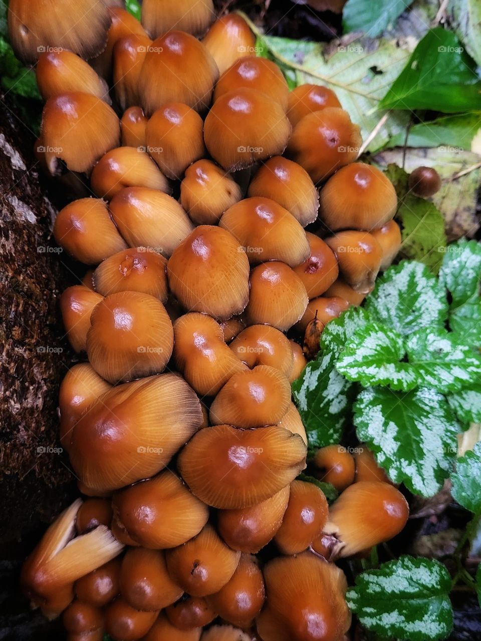 Mushrooms on a rainy day in autumn