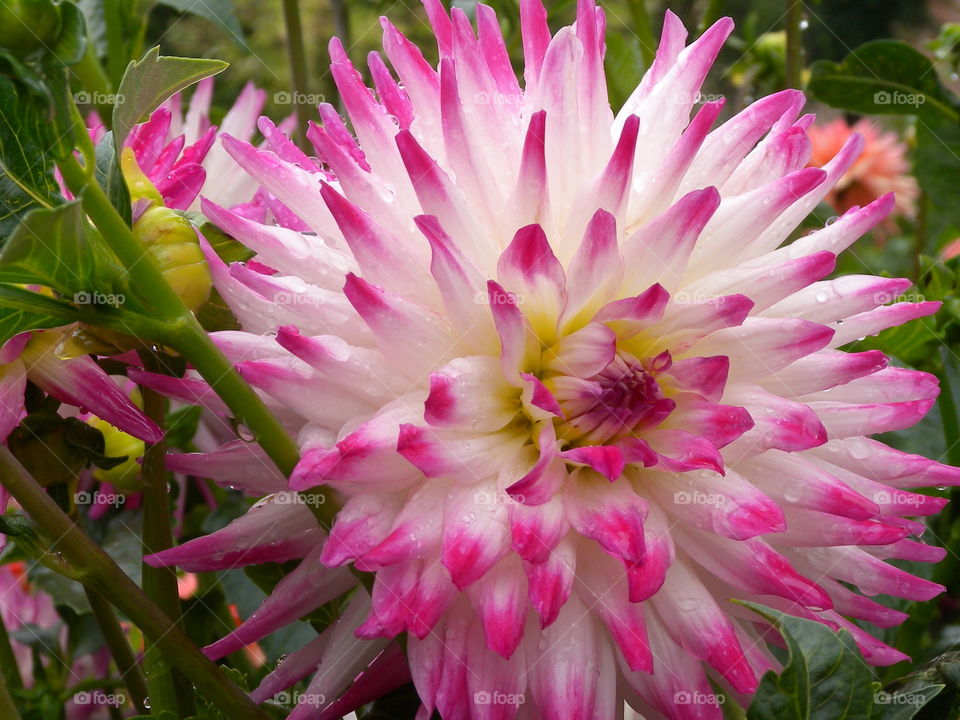 pink Dahlia
rosa Dahlie