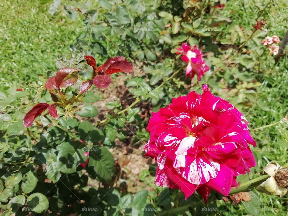 One thing you always  go crazy about #flowers