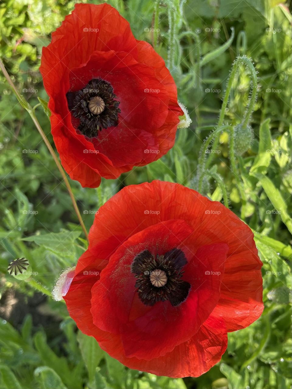 Poppy flower