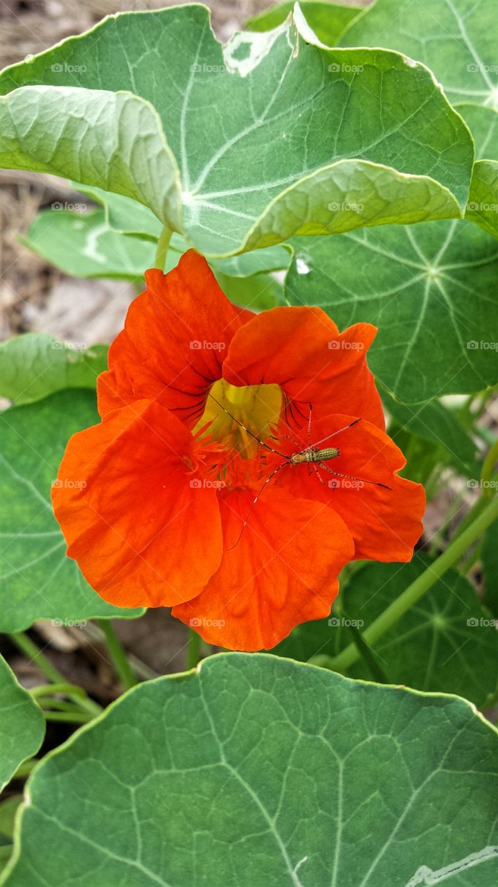 Nasturtium. Flower