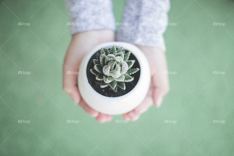 Succulent plant 