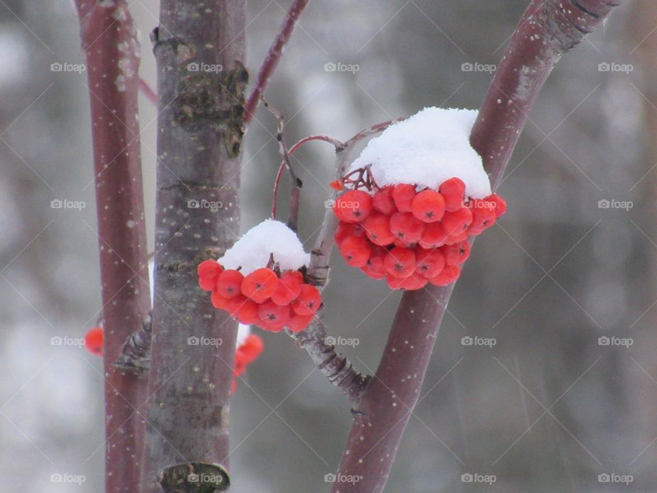 rowan berries in the snow
