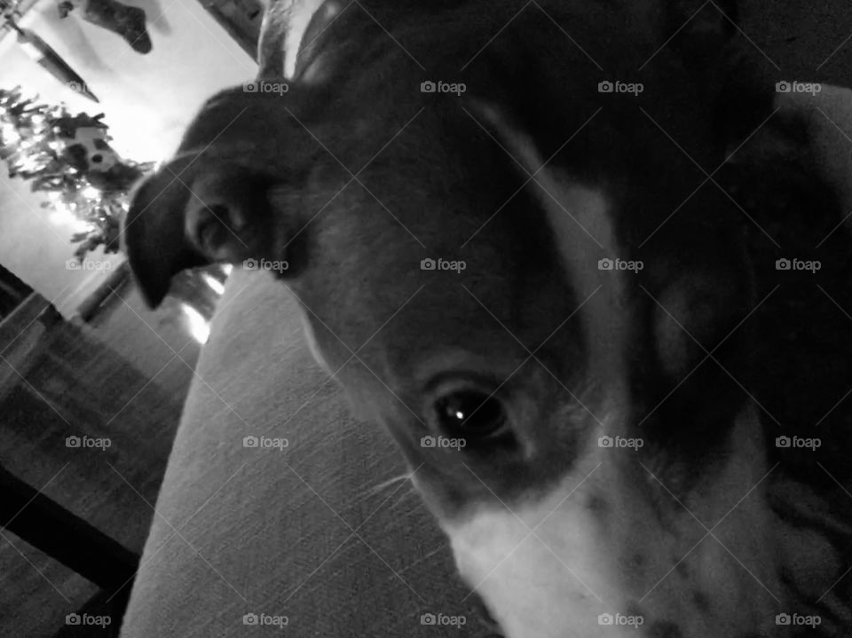 I can’t wait for Santa Paws to come!