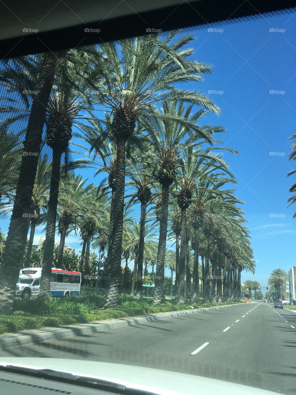 Palm trees lining street in California 