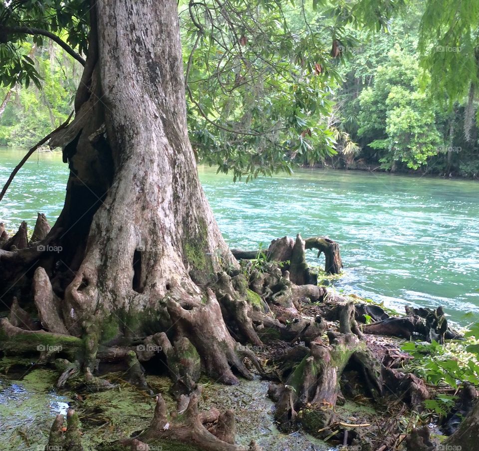 River Cypress Trees 