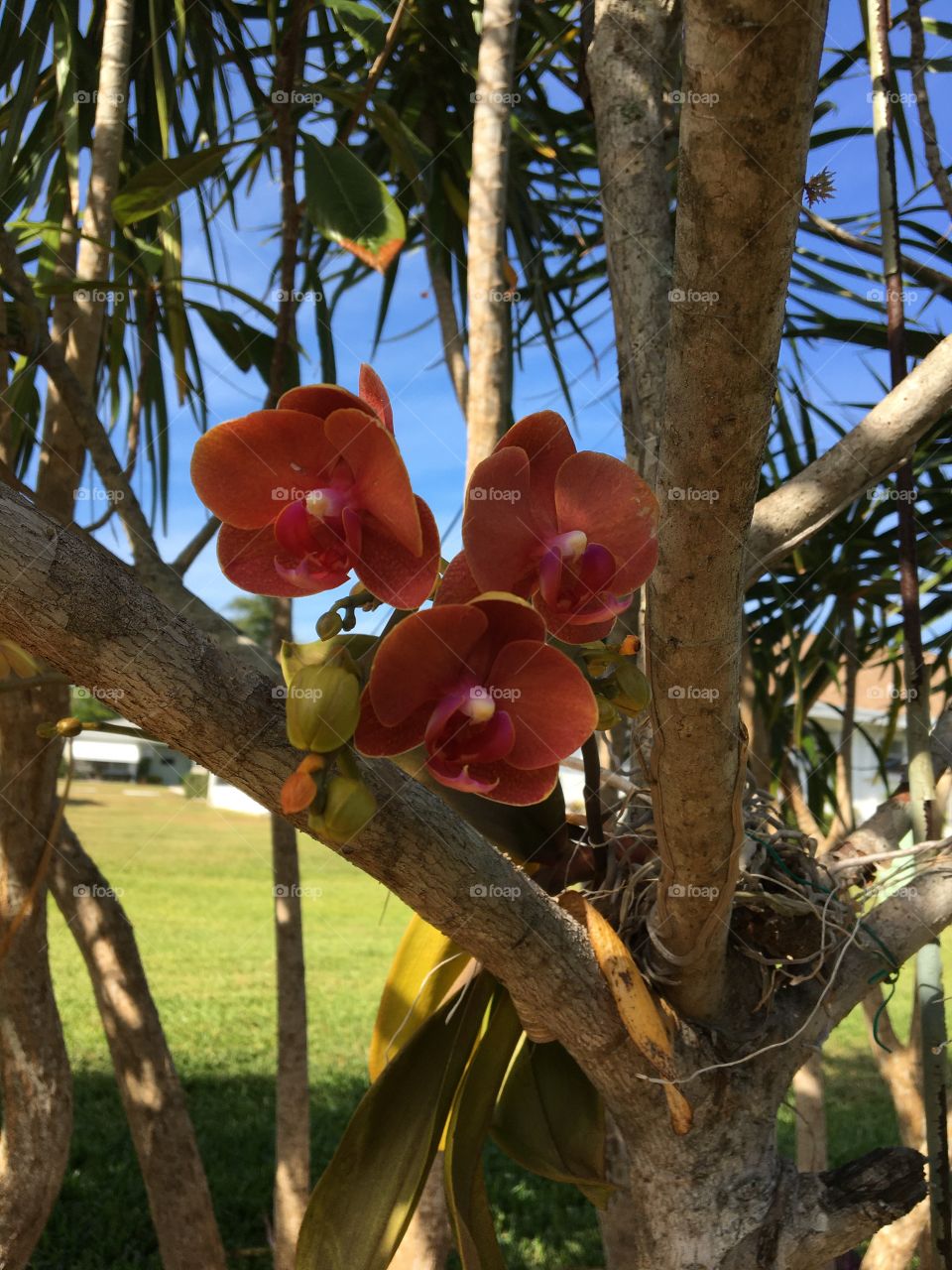 Orange orchid