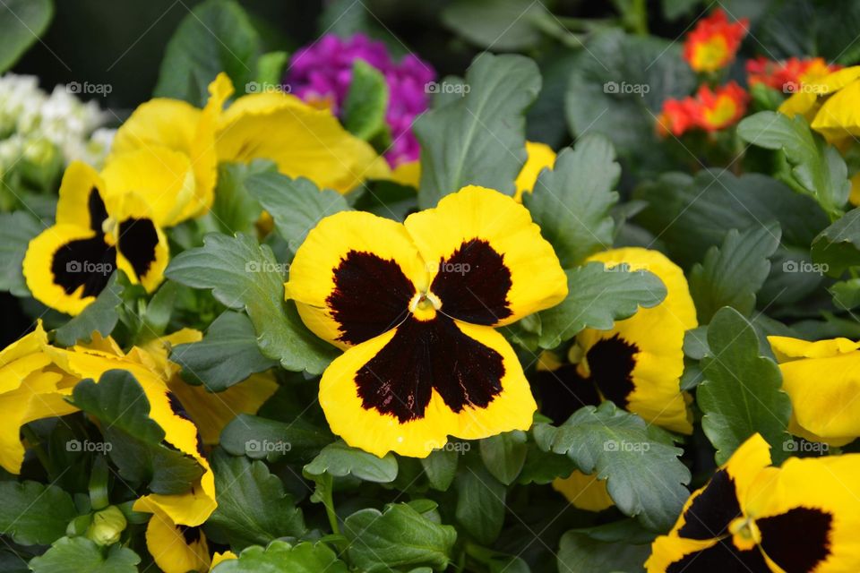 Yellow and brown Pansy