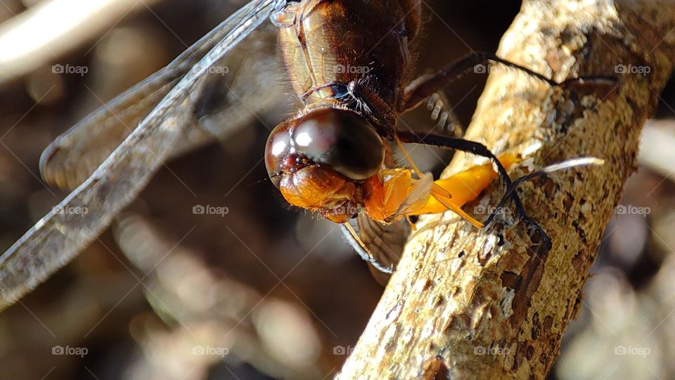 Fishing 🎣+ Dragonfly world