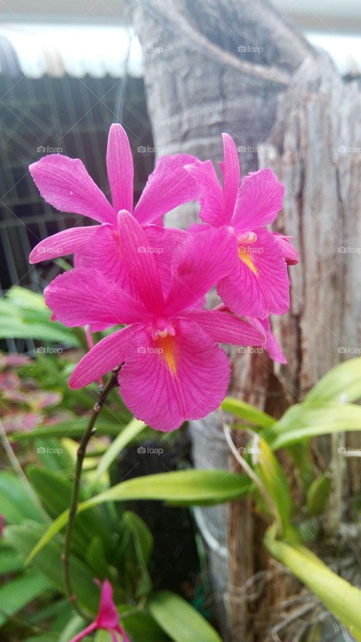 pink orchid