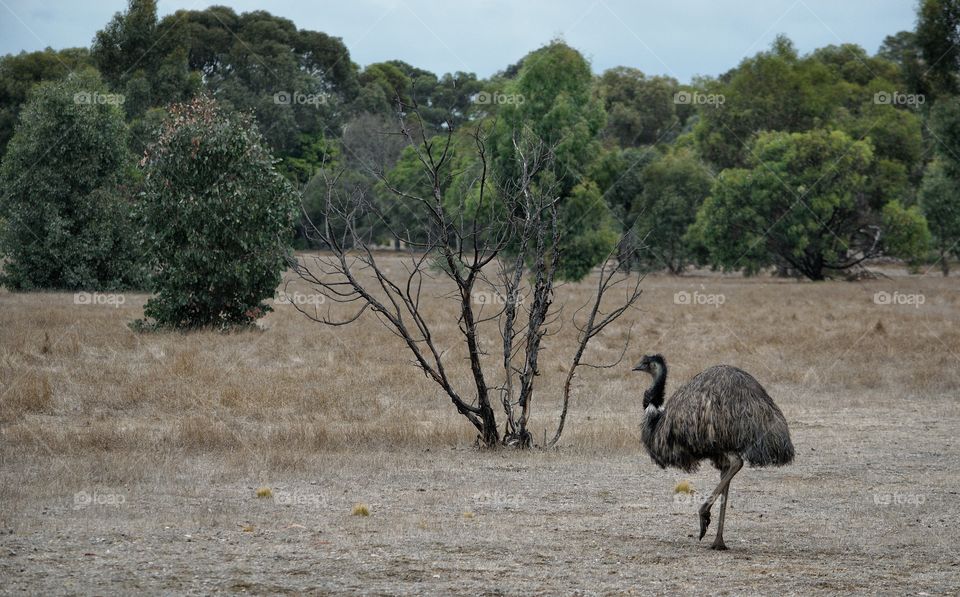 Emu Roaming
