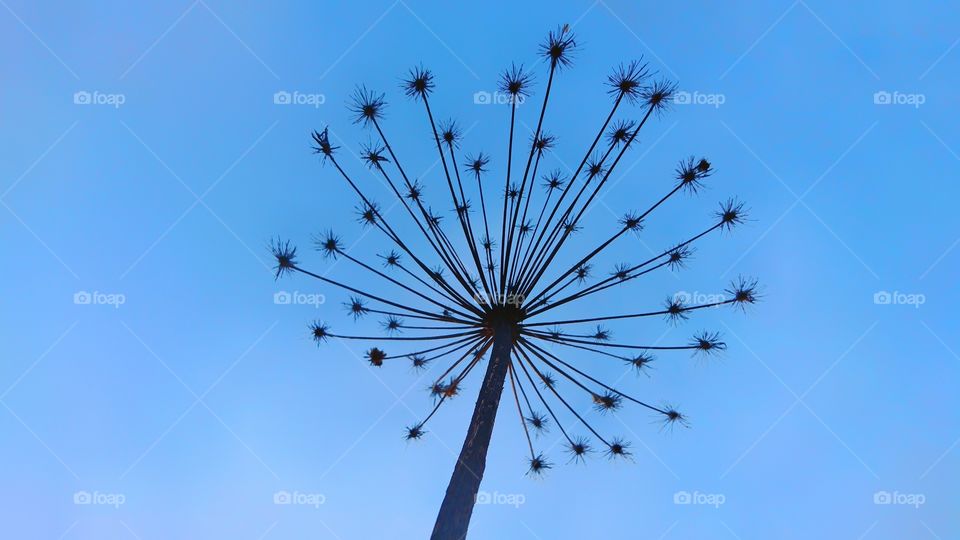 Nature playing around with fireworks. Simple minimalistic photo.