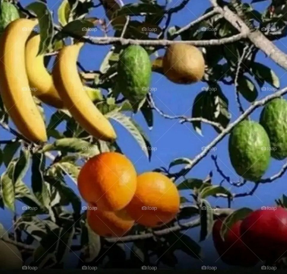 most beautiful and sweet fruits in the garden.