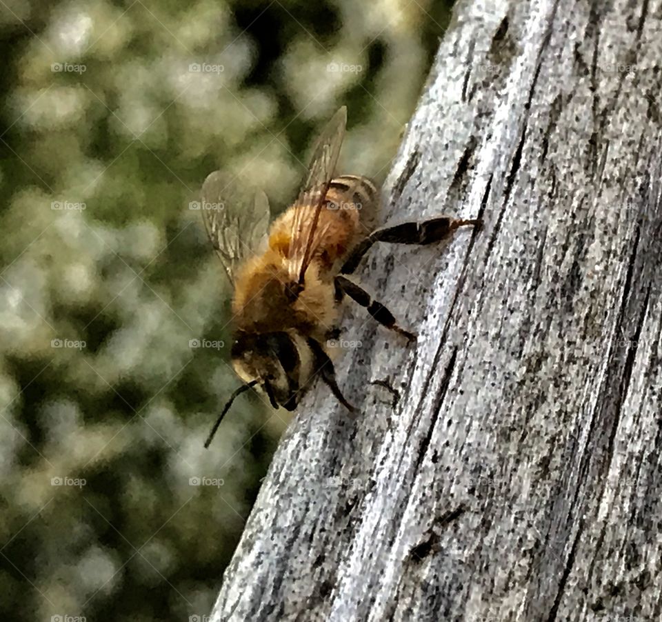 Bee on wooden railing 2