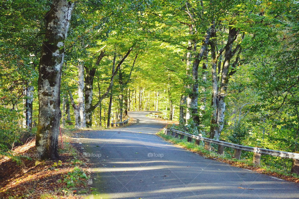 Road, Guidance, Wood, Leaf, Tree