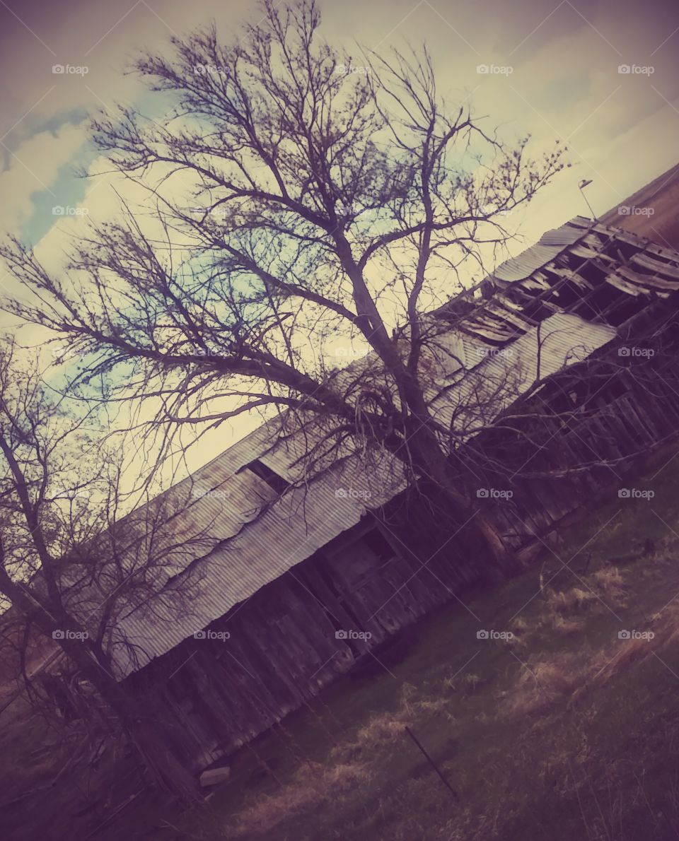 Tree, Landscape, No Person, Dawn, Winter