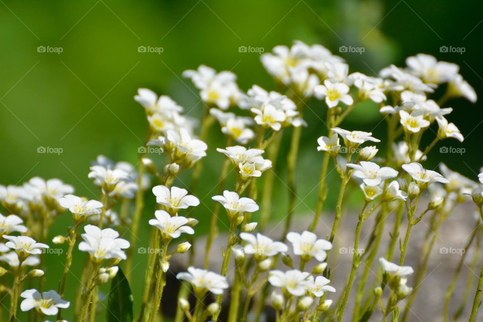 "Alpino white (Saxifraga arendsii)"