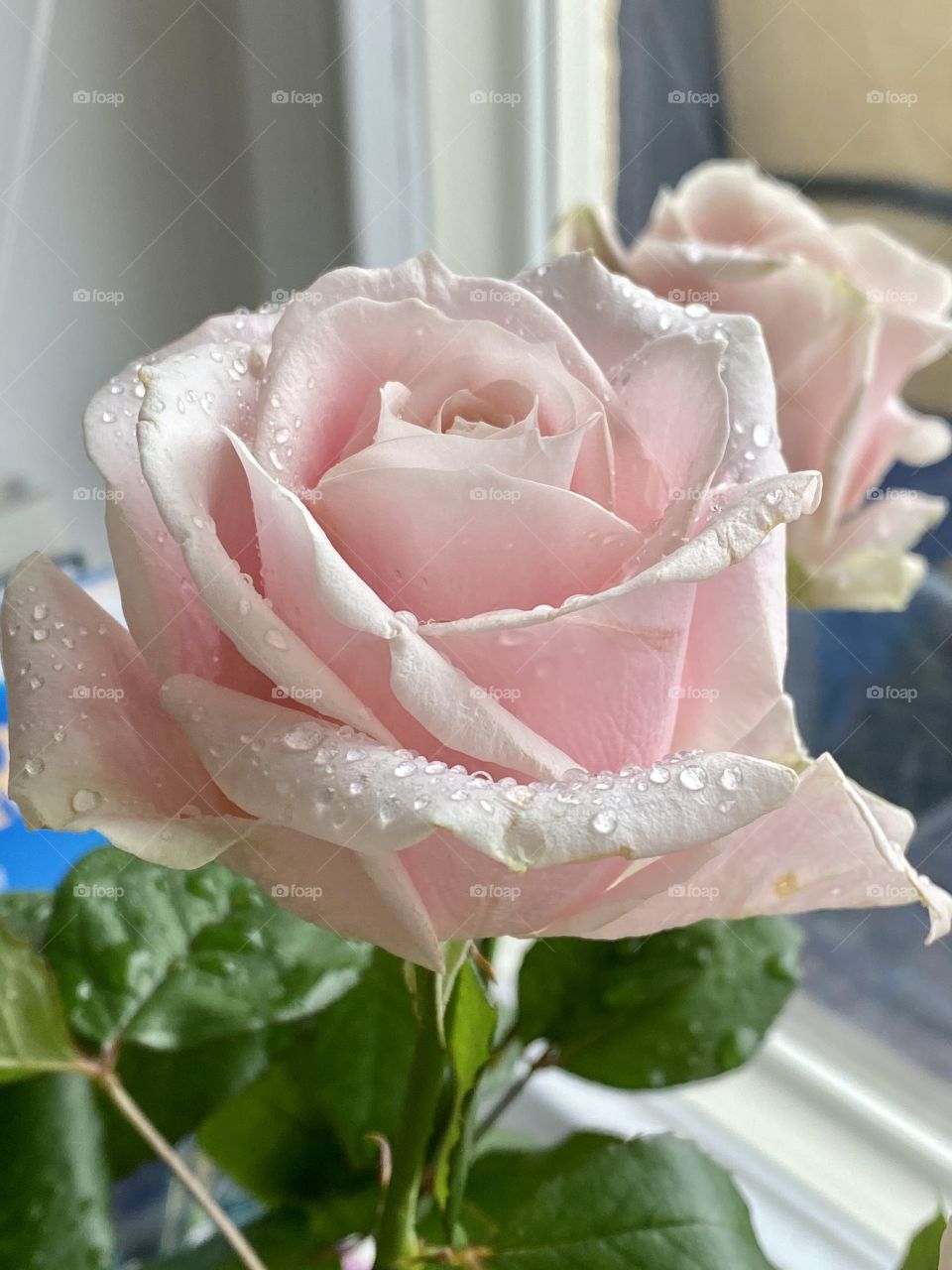 Delicate and beautiful 