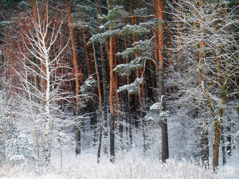 Winter, Snow, Frost, Cold, Wood