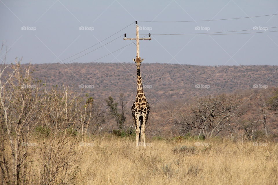 Giraffe on wire