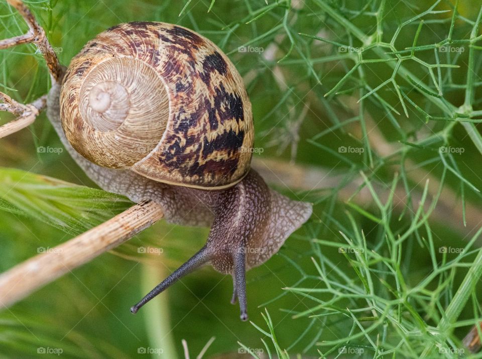 spring snail on a twig