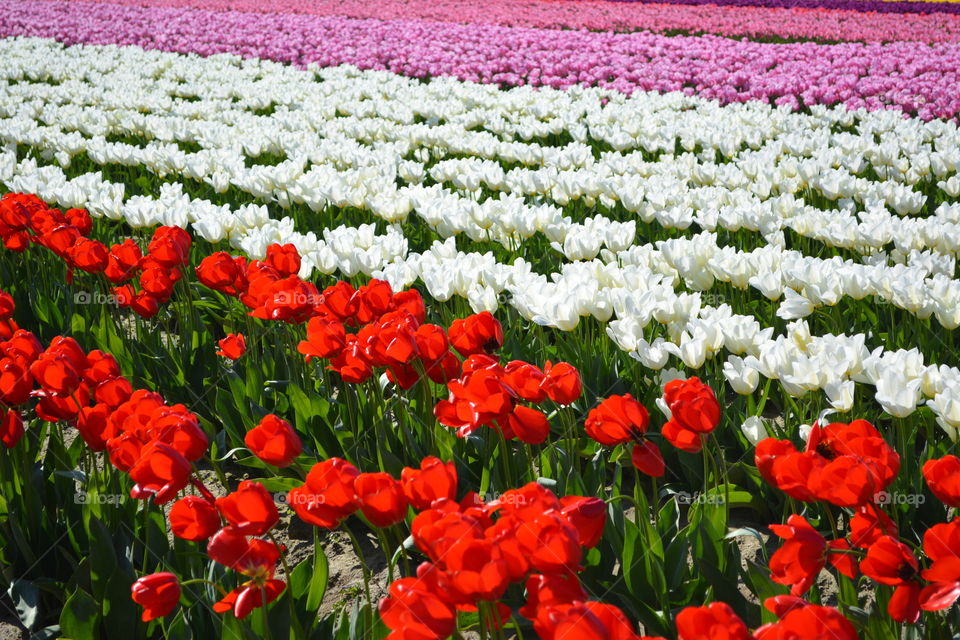 Rows of tulips in a field 