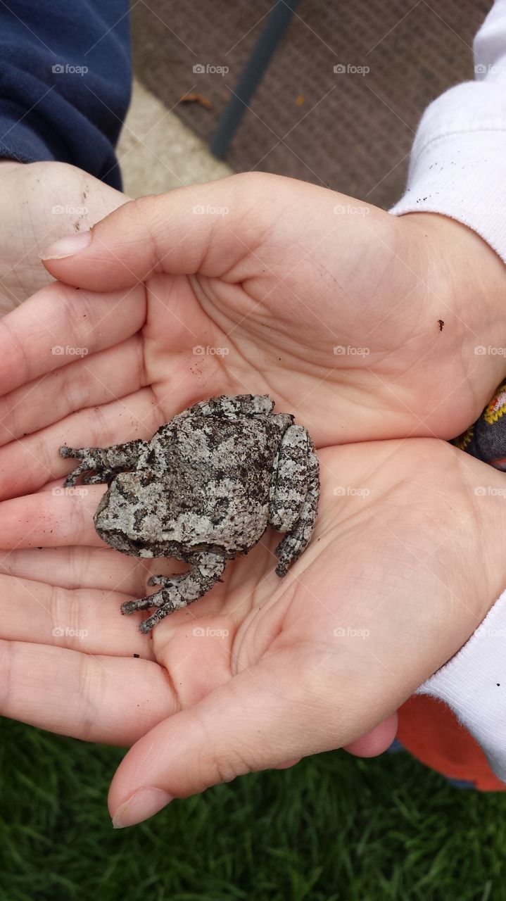 Toad in hands. Toad from our yard in sons hand