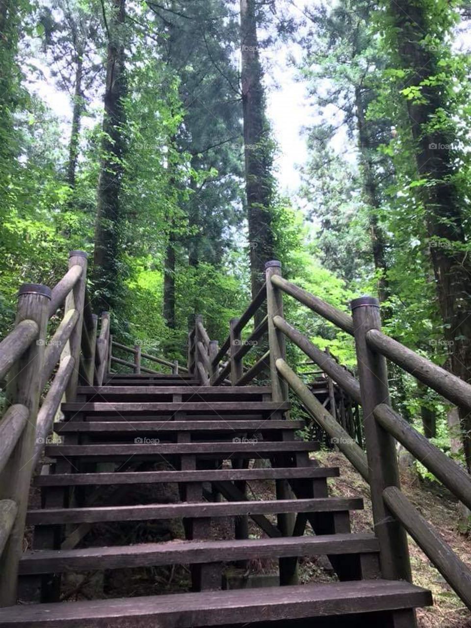 Stairs into the Woods