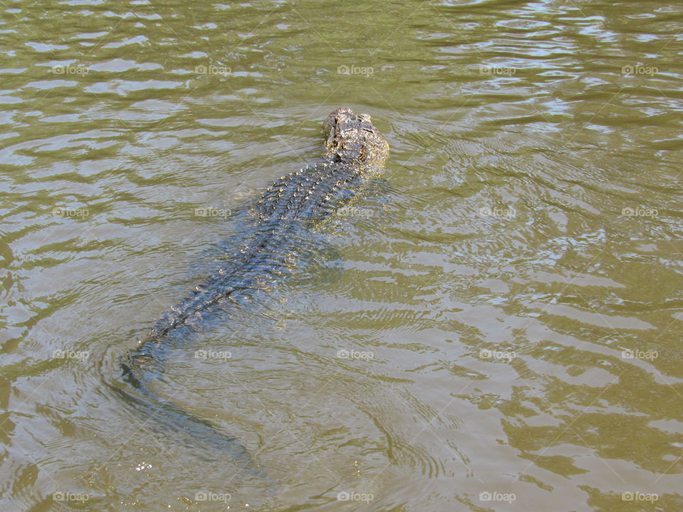 Swimming gators 